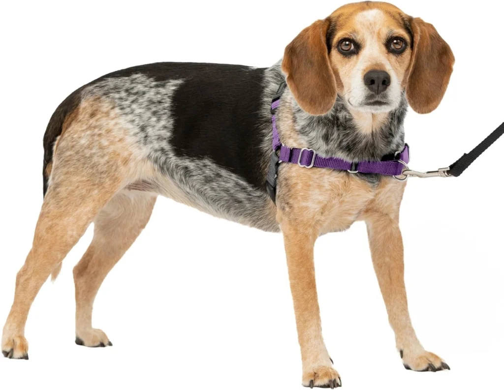 Medium beagle wearing a purple PetSafe Easy Walk front-clip harness – Best Medium Dog Harness