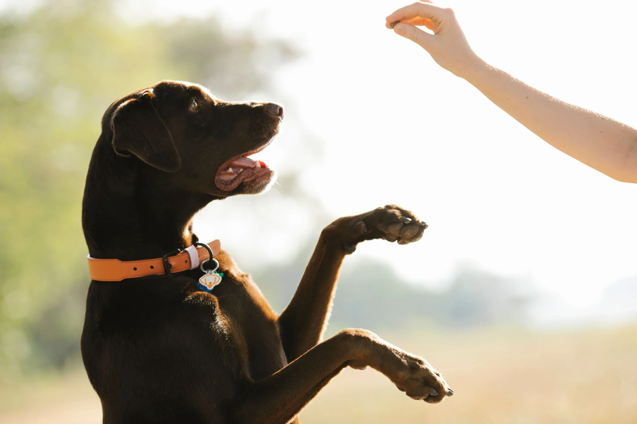 best collar for puppy training