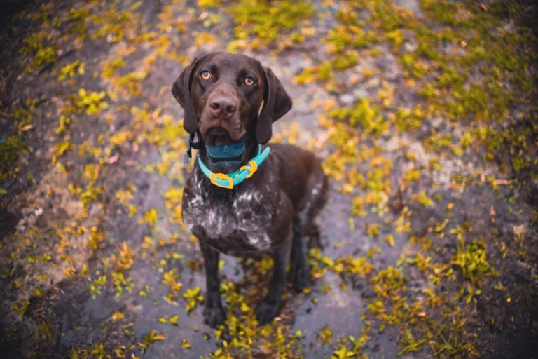 best shock collar for large dogs