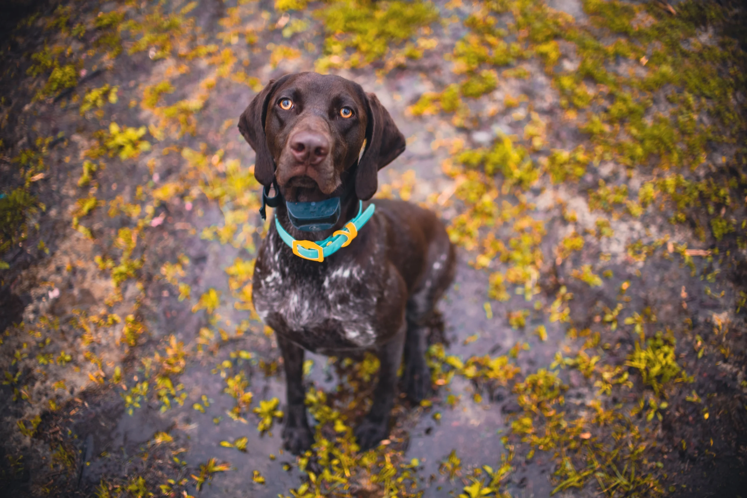 best shock collar for large dogs