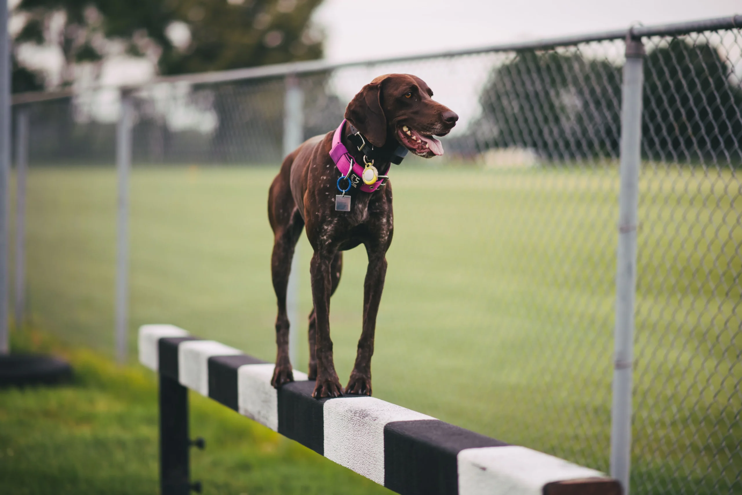 SportDOG SportTrainer 1275 - Best dog training collar on a German Shorthaired Pointer outdoors