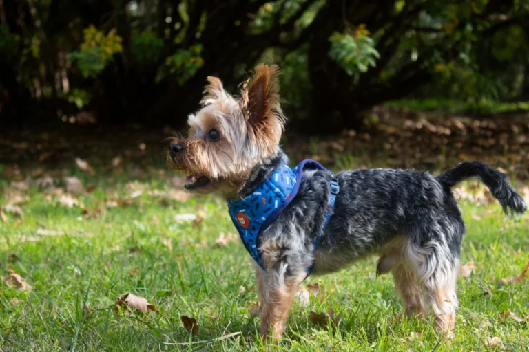 best dog harness for walking