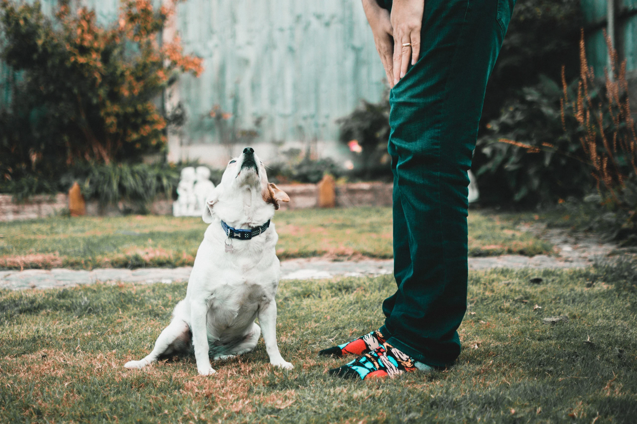 best dog training collar for small dogs
