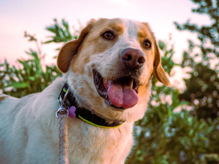 best bark collar for large dogs