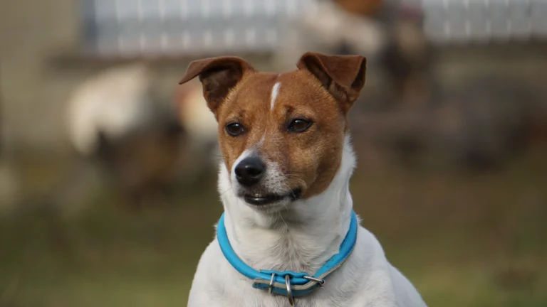 Best Shock Collar for Small Dogs