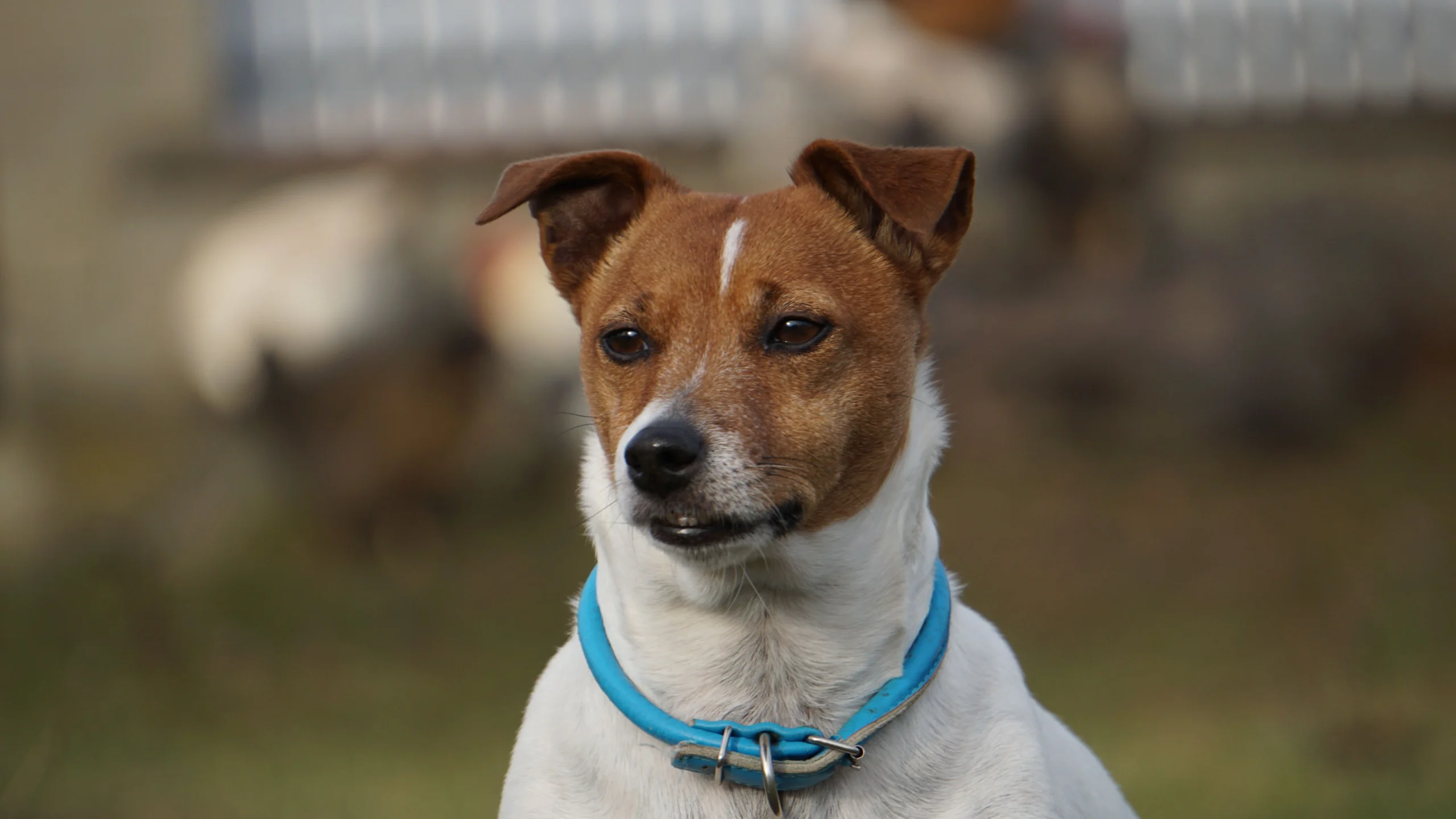 Best Shock Collar for Small Dogs