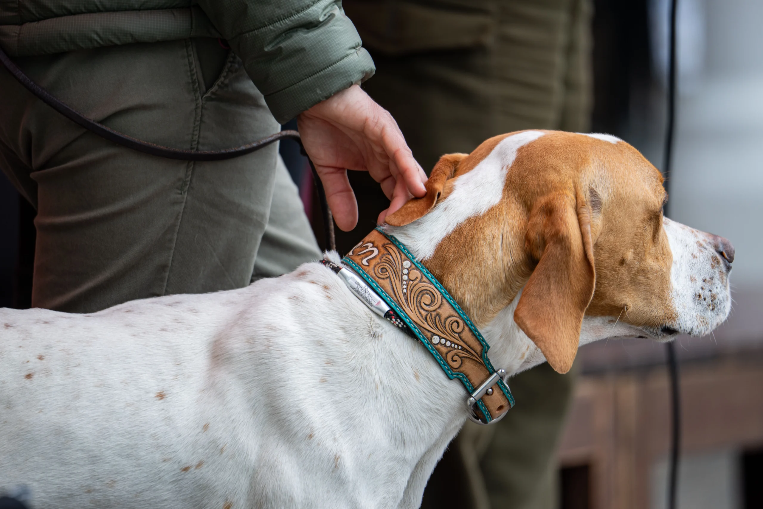 best e-collar for large dogs