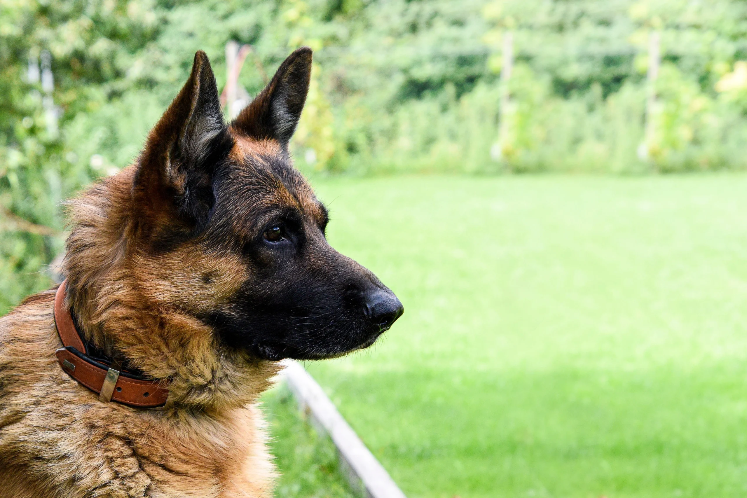 best training collar for stubborn dogs