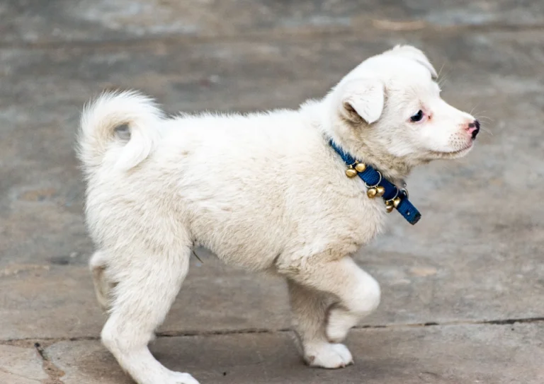 best bark collar for puppies