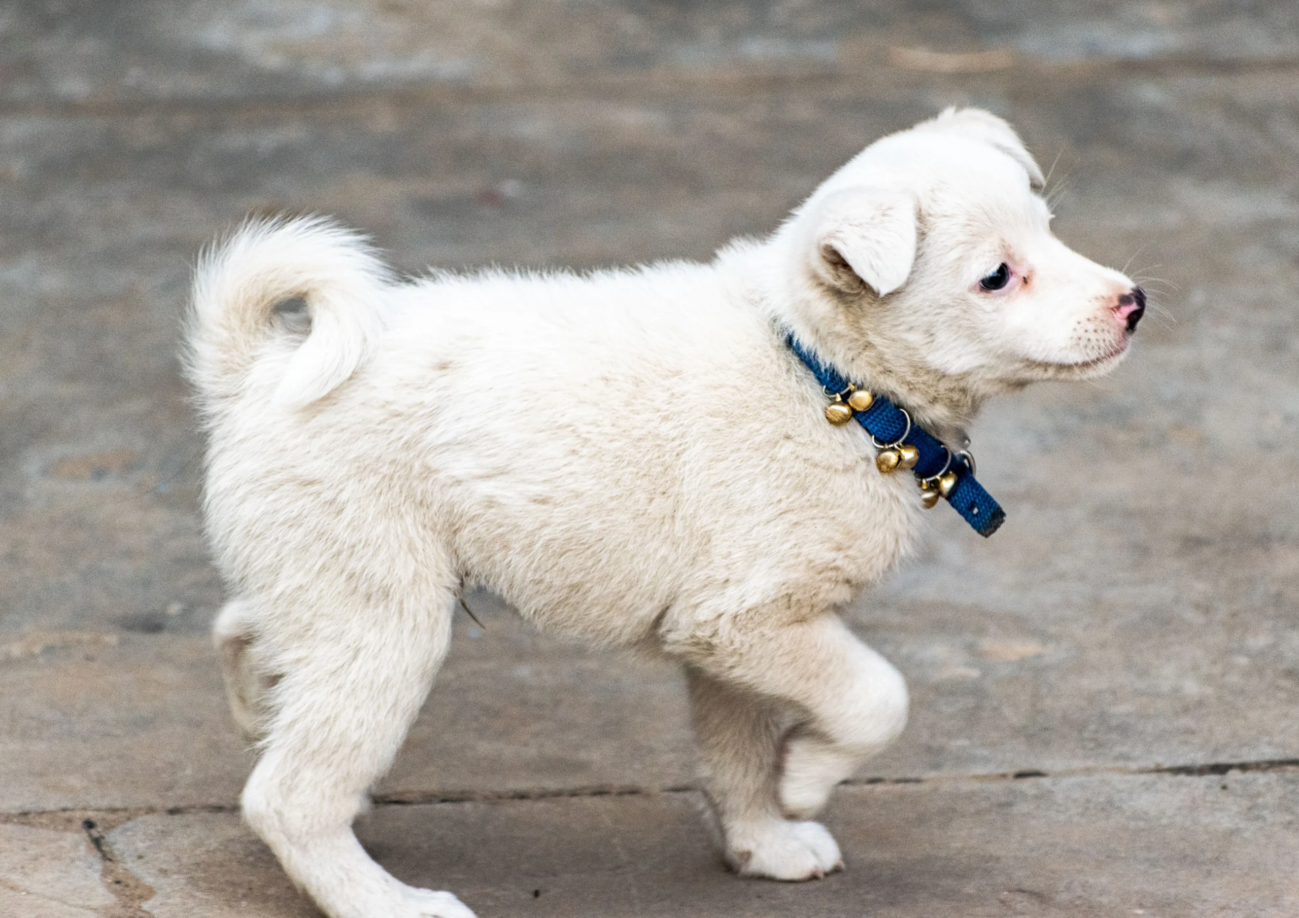 best bark collar for puppies