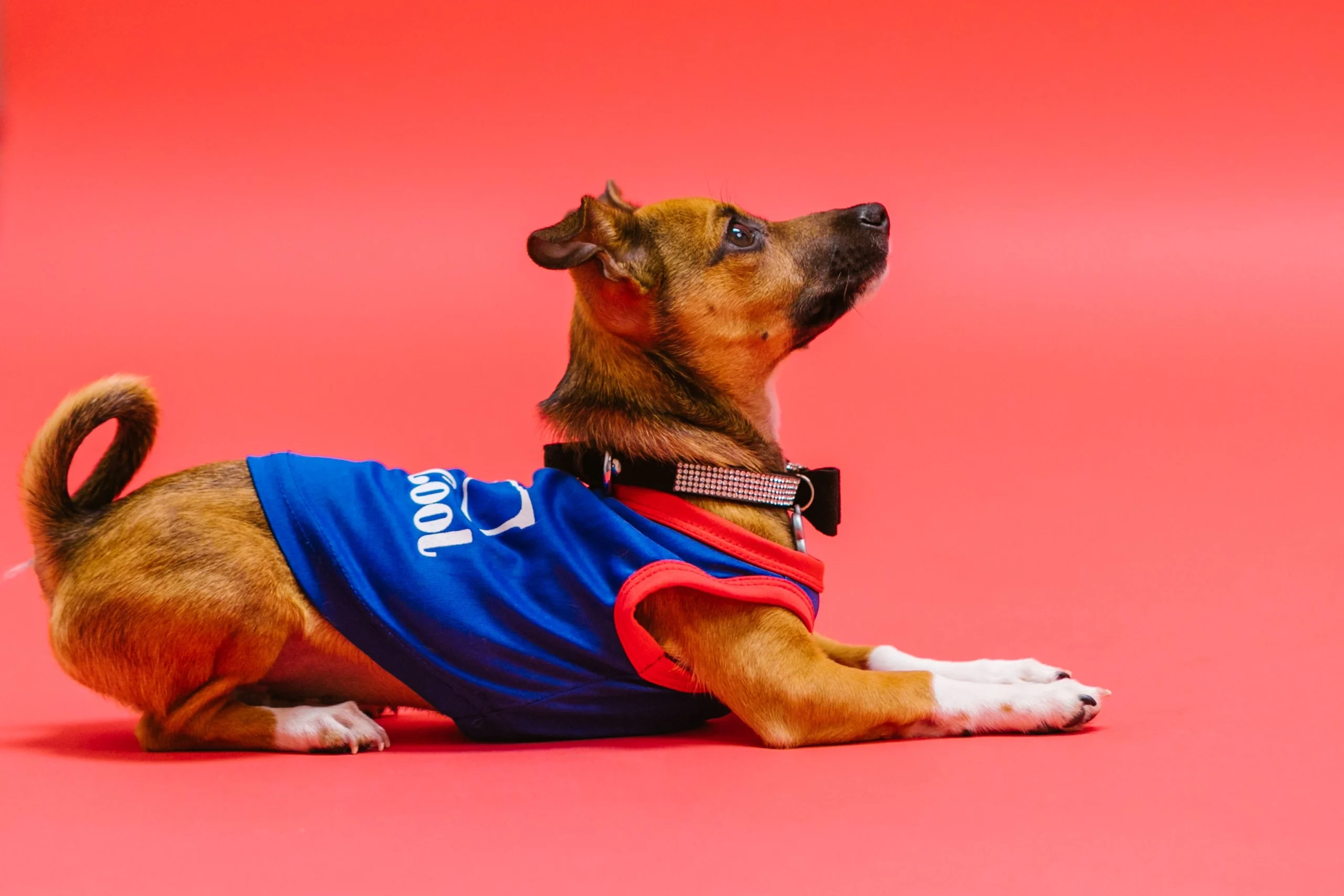 best e-collar for dogs