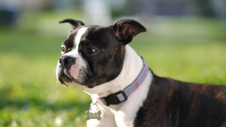 Best Flea Collar for Dogs