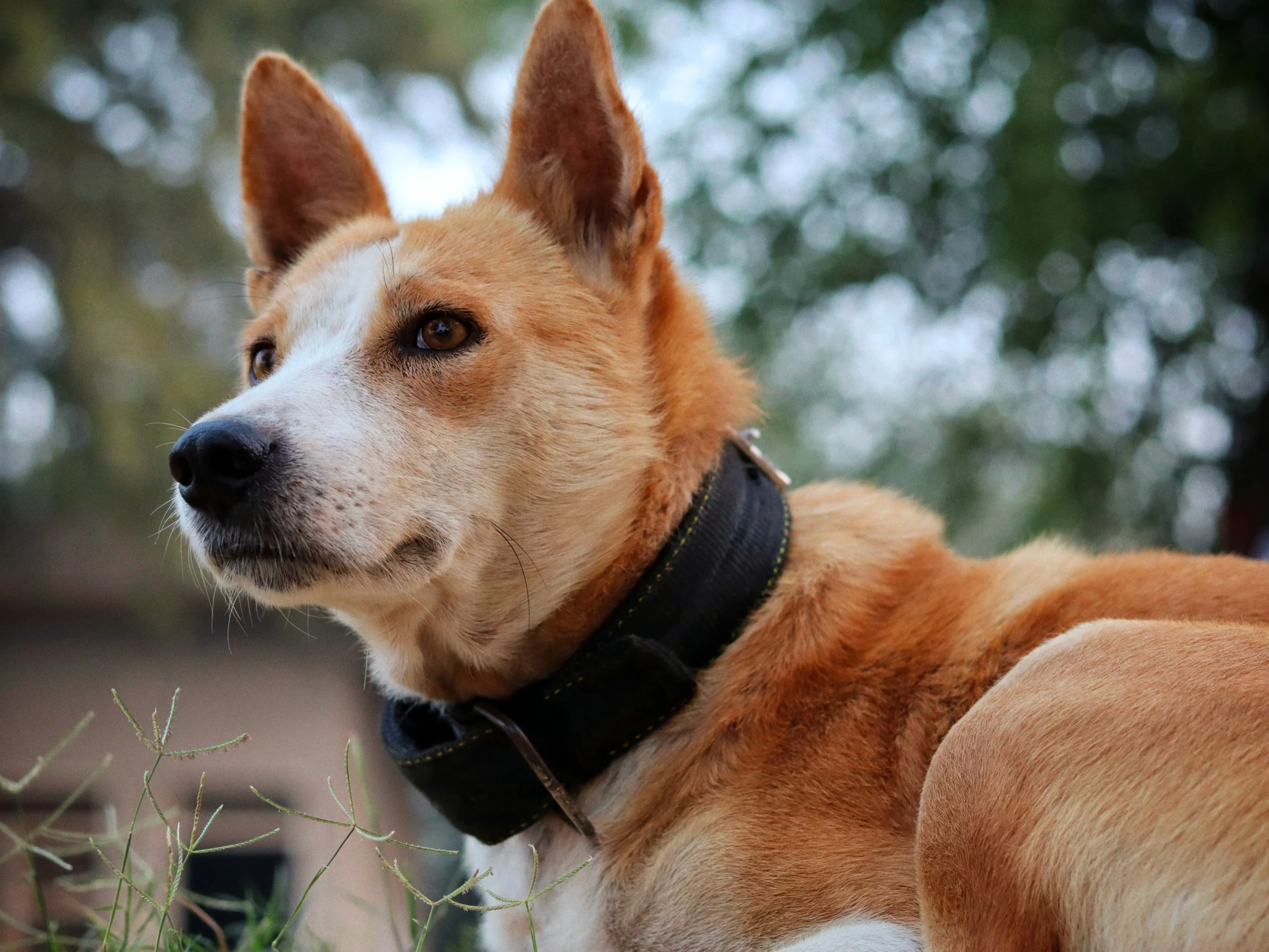 best rated dog shock collar