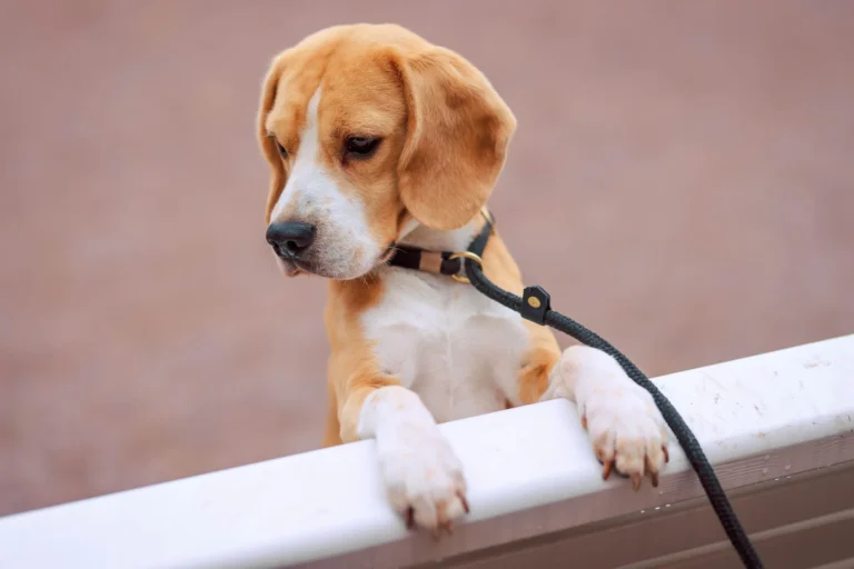 5 Best Dog Collar and Leashes for 2026: Top Choices