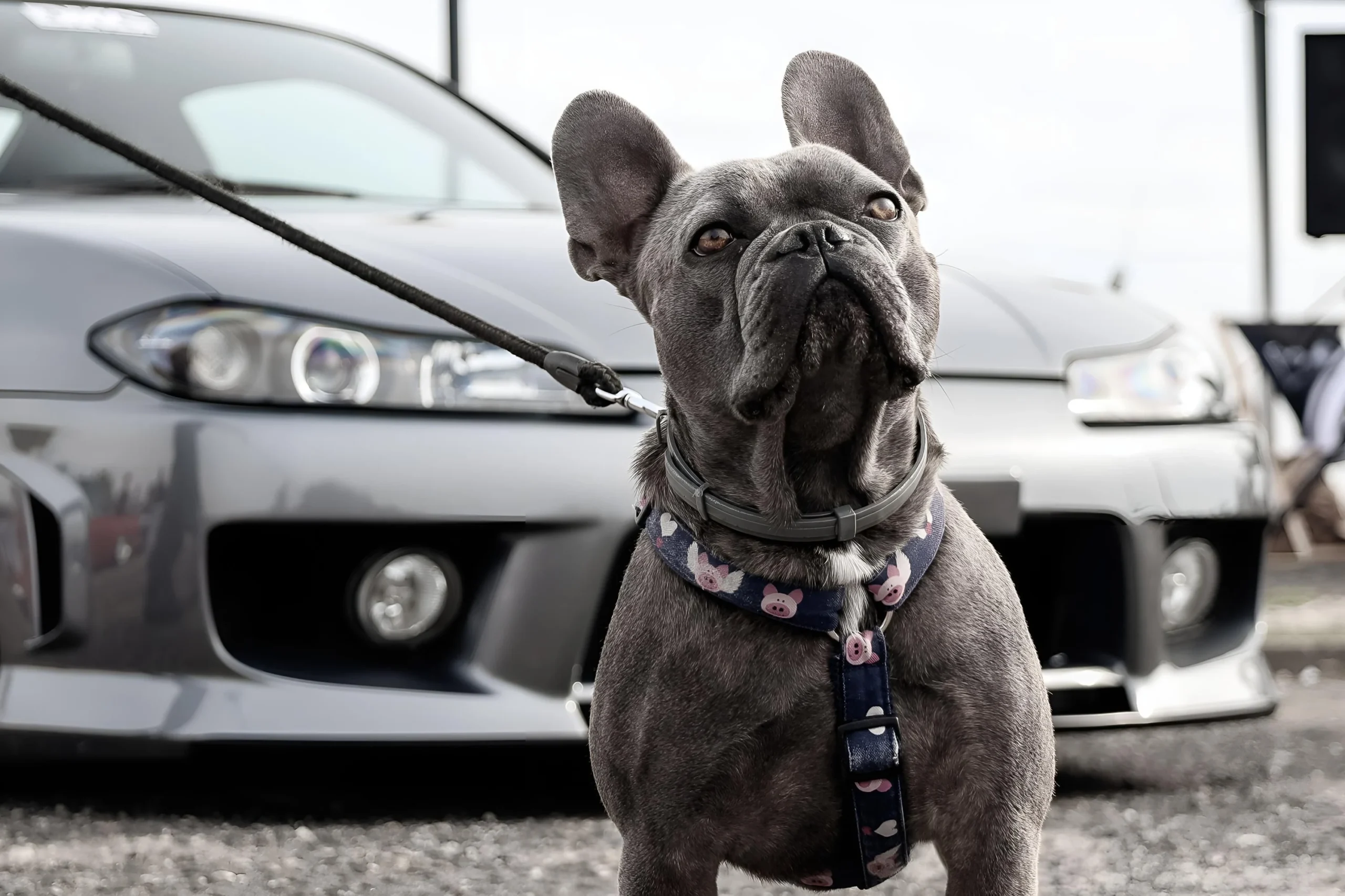 best dog car harness