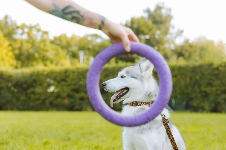 Best E-Collar for Dog Training