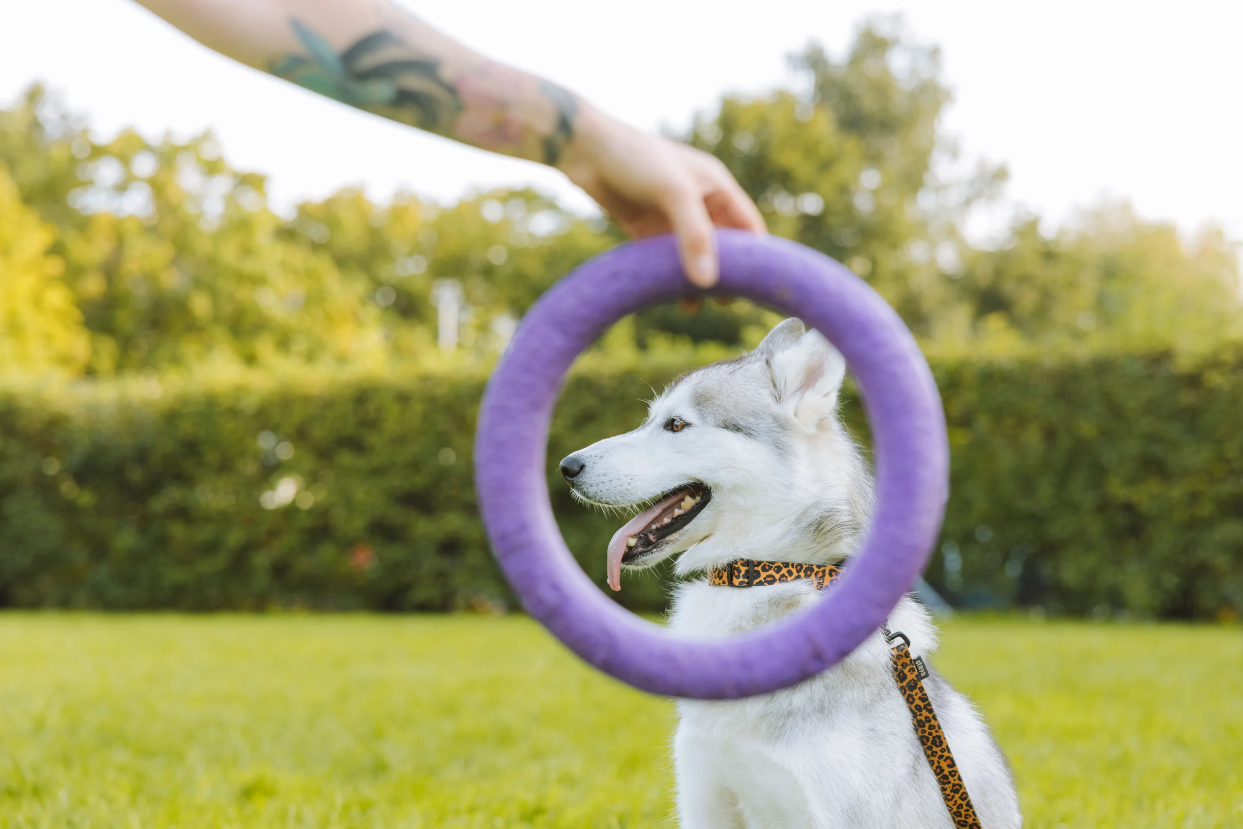 Best E-Collar for Dog Training