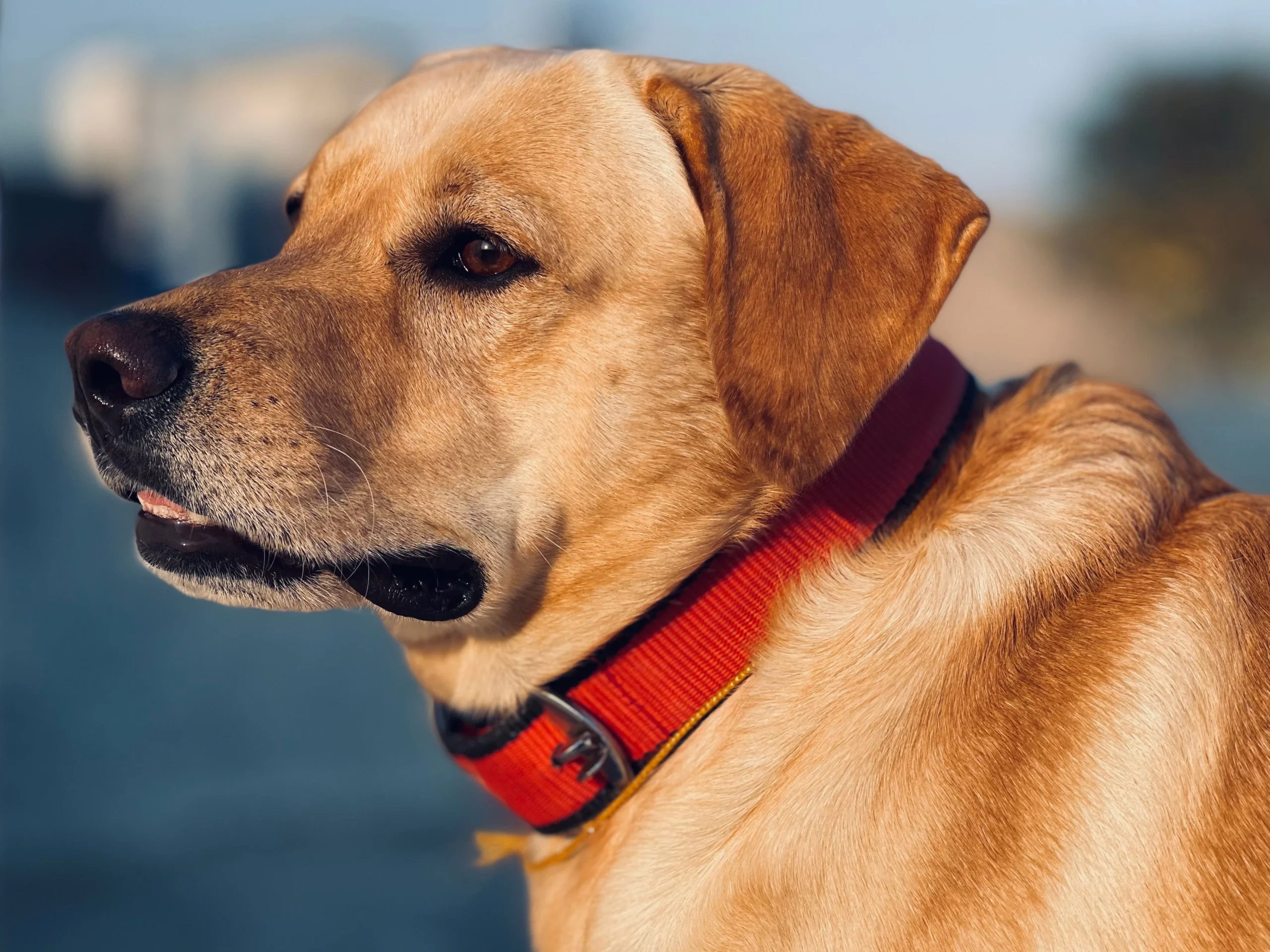 best-bark-collar-for-stuborn-dogs