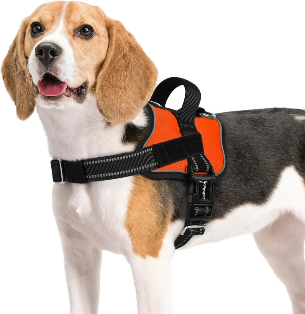 Medium beagle wearing an orange Rabbitgoo padded vest harness with top handle – Best Medium Dog Harness